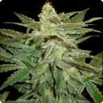 Cannapedia marijuana strains encyklopedia: Black Russian by Delicous Seeds