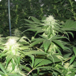 Cannapedia.cz: A-Train marijuana strain by TH Seeds