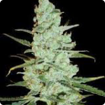 Cannapedia: Critical Jack Herer by Delicious Seeds