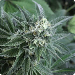 Cannapedia.cz: Critical Super Silver Haze by Delicious Seeds is a really good quality marijuana strain