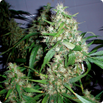 Cannapedia presents Critical Jack Herer Auto marijuana strain by Delicious Seeds