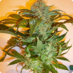 Cannapedia.cz: all from wolrd of marijuana strains - Acid by Paradise Seeds