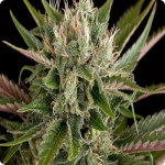 Cannapedia, marijuana strain database: Blue Cheese by Dinafem