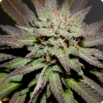 Cannabis strain Blue Widow is a great mix 