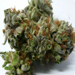 Dinafem, Cheese, Cannapedia.cz, marijuana strains from all over world!