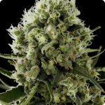 Cannapedia: Critical Jack marijuana strain by Dinafem