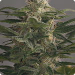 OG Kush by Dinafem on Cannapedia weed strain encyklopedia