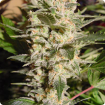 Cannapedia: hemp marijuana seeds of strain BellaDona by Dutch seedbank Paradise Seeds