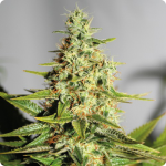 Acapulco Gold od Barney&#039;s Farm v databázi konopných odrůd Cannapedia