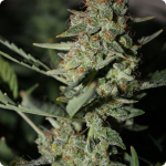 Cannapedia.cz: Afghan Kush Ryder by World of Seeds weed strain