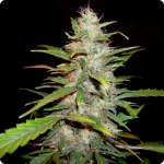Cannapedia.cz: Auto Lavender by CBD Seeds seedbank and more marijuana strains in database