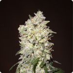 Strong buds of Afghan Kush by White Label on Cannapedia