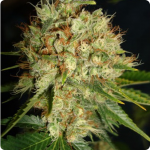 Browse more than 900 cannabis strains on Cannapedia like this beautiful Big Bud XXL by Ministry of Cannabis