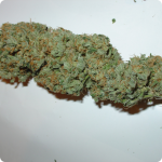 Odrůda konopí Big Bud by Homegrown Fantaseeds marijuana strain on Cannapedia