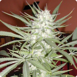 Biggest strain database Cannapedia.cz presents Early Skunk Feminised