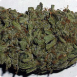 Cannapedia: marihuana strain Alaskan Ice by seedbanka Green House Seeds