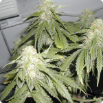 marijuana strain Arjan’s Strawberry Haze by Green House Seeds and more! on cannapedia.cz