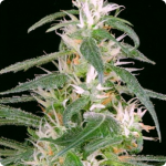 Cannapedia.cz: Arjan’s Ultra Haze by Green House Seeds