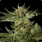 Bubba Kush: great strain by Green House Seeds on Cannapedia.cz