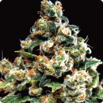cannapedia - jack herer - cannapedia.cz - green house seeds - cannapedia - jack herer