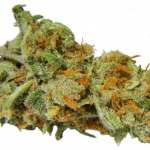 Cannapedia: Super Lemon Haze by Green House Seeds and much more marijuana strains
