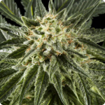 White Rhino by Green House Seeds on Cannapedia
