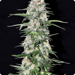 Cannapedia.cz: super silná marihuana Jamaican Dream od Eva Seeds tě zmastí ani nevíš jak