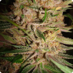 Worlds biggest cannabis strain database Cannapedia.cz presents: Pink Plant by Eva Seeds 