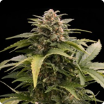 Afghan Express by Positronic seeds on Cannapedia.cz
