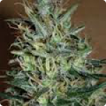 Cannapedia.cz: Amnesia Mistery by Positronic Seeds