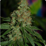 Browse more than 900 marihuana strains on Cannapedia.cz like this Jack Diesel by Positronic Seeds