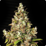 Monster marijuana strain by Eva Seeds on Cannapedia.cz