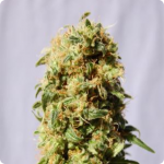 Jack Diesel by Positronic Seeds on Cannapedia, cannabis strain encyklopedia