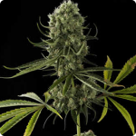 Cannapedia: Critical Jack marijuana seeds by Dinafem seedbank