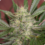 Cannapedia: odrůda cannabis BellaDona