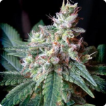 Cannapedia presents Cream Caramel by Sweet Seeds any much more marijuana strains