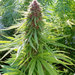 Bukovac recommends best of Marihuana link to sperm to Marihuana sperm link
