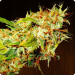 Marihuana link to sperm - porn photo 2019 Pussy Sex Images Cock pounding pussy video