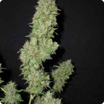 Flying Dutchman presents Afghanica weed strain search more on Cannapedia.cz/en
