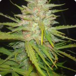 Paradise Seeds presents autoflowering version of legendary marijuana strain Jack Herer, browse for more on Cannapedia.cz