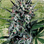 Cannapedia: Auto Silver Bullet by Ministry of Cannabis