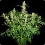 Cannapedia: weed strain Auto Wappa by Positronic Seeds