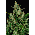 Auto Widow cannabis strain by CBD Seeds on Cannapedia