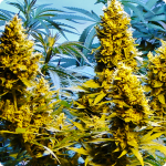 Cannapedia.cz cannabis strain database: 	Auto Northern HOG by TH Seeds