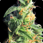 Gorgeous cannabis bud of BCN Diesel strain by Kannabia seedbank on Cannapedia.cz