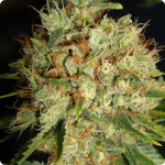 Prohlížej více jak 900 odrůd konopí na Cannapedia.cz jako například tuto krásnou odrůdu Big Bud XXL od Ministry of Cannabis
