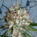 Big Bud XXL by weed seeds by Ministry of Cannabis on Cannapedia