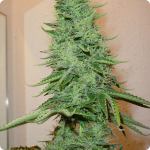 Cannapedia: Big Bud marihuana