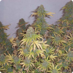 Cannapedia: Sensi Seeds Big Bud