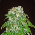 Cannapedia: Sensi Seeds Big Bud hemp